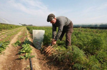 Dispar fermele mici. Numărul exploataţiilor agricole s-au redus